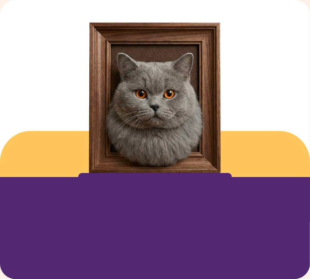 Gray cat peeking out from a wooden frame on a purple and yellow background