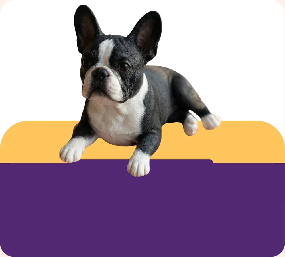 Puppy on a purple and yellow background